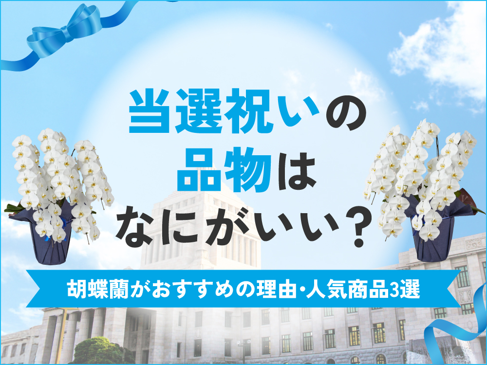 選挙当選祝いの品物は胡蝶蘭が最適！贈る際の相場やマナーを解説