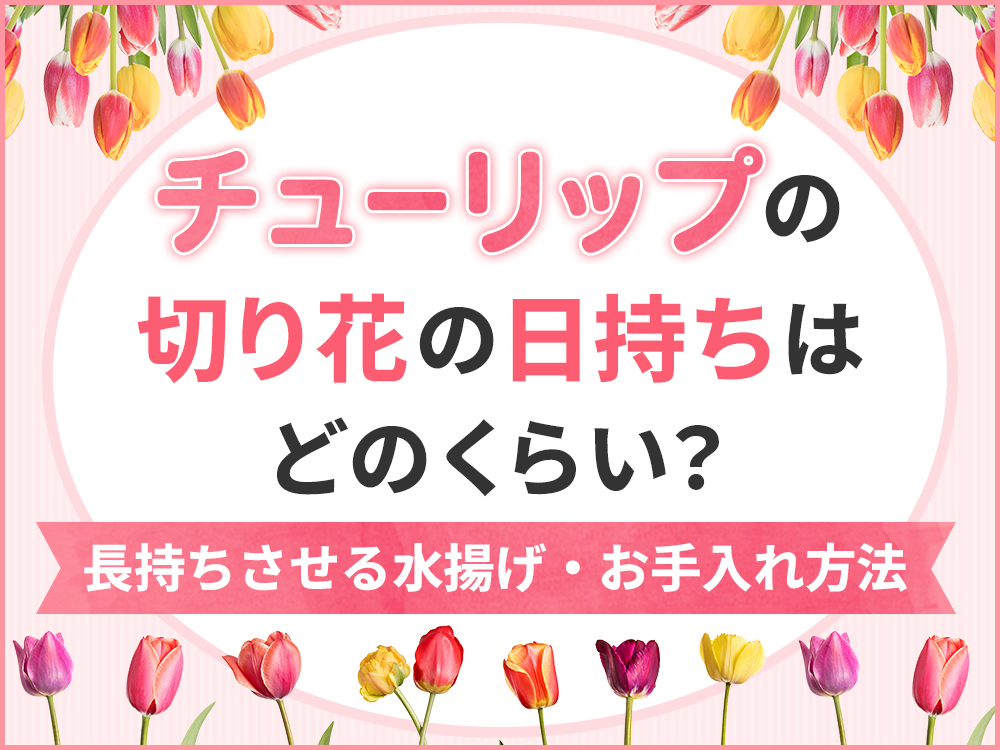 チューリップの切り花を日持ちさせるには？長持ちさせる水揚げ・お手入れ方法