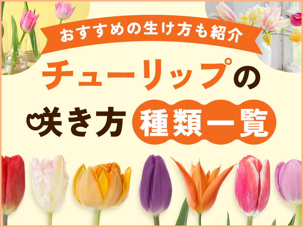 チューリップの咲き方一覧！代表的な品種もあわせてご紹介