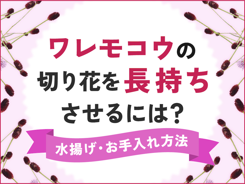 ワレモコウの切り花を長持ちさせるには？日持ちする水揚げ・お手入れ方法