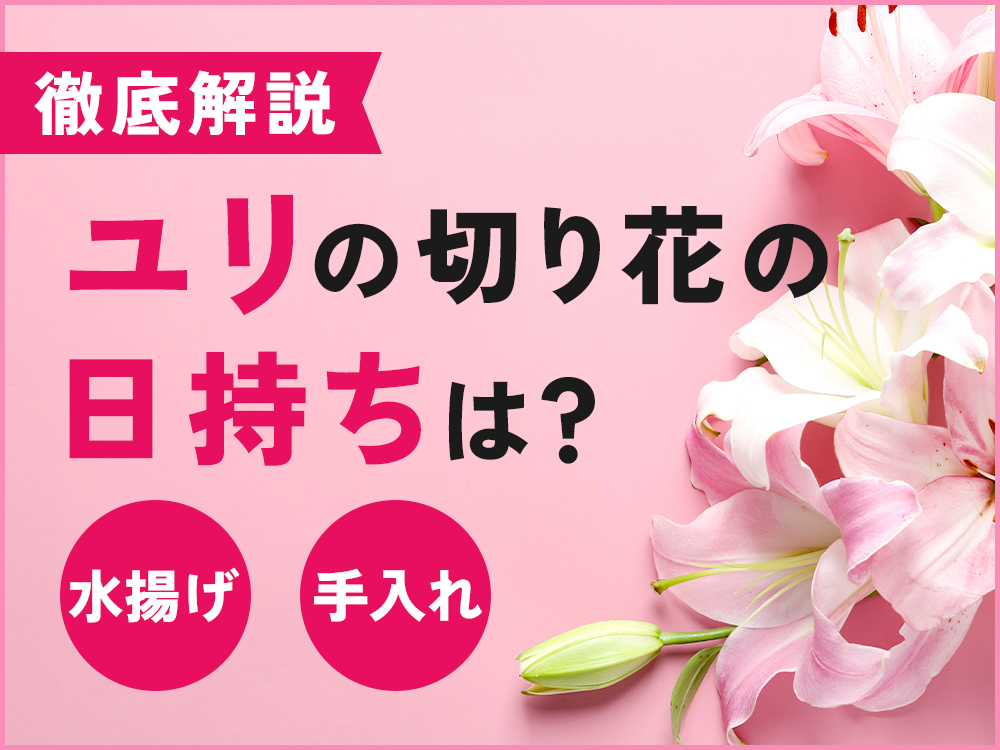 ユリの切り花の日持ちはどのくらい？長持ちさせる水揚げ・お手入れ方法などをご紹介