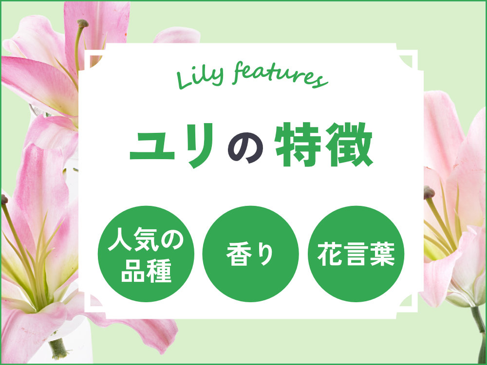 ユリの特徴を徹底解説！人気の種類や香り・花言葉