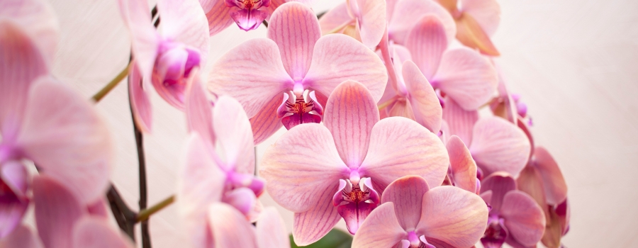 100歳のお祝い（百寿）に贈る胡蝶蘭、何色が正解？