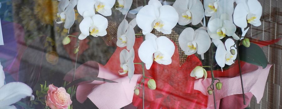 100歳のお祝いに欠かせないマナーを解説｜