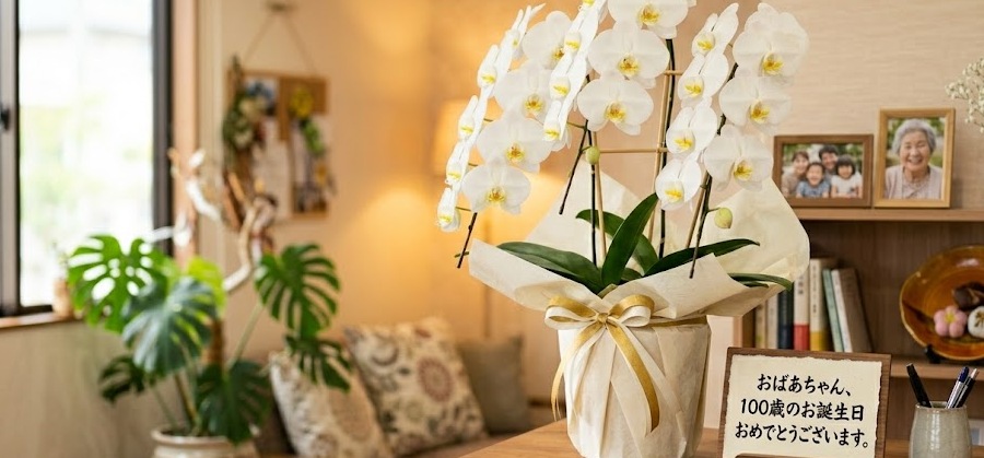 100歳のお祝いでそのまま使える！胡蝶蘭に添えるメッセージ文例