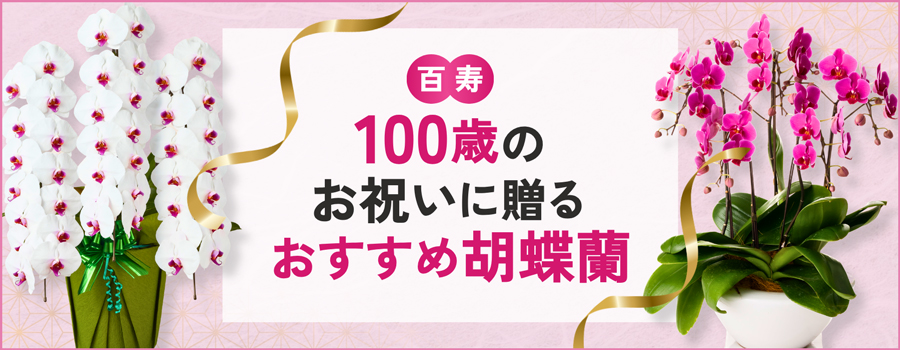 100歳のお祝いに贈るおすすめ胡蝶蘭