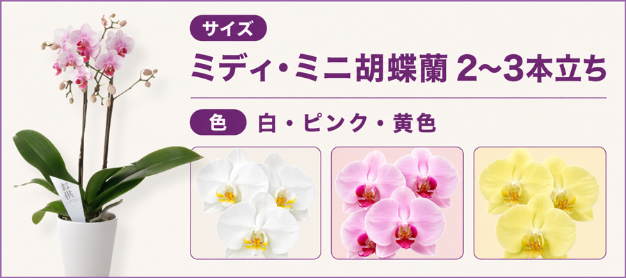 サイズの選び方｜ミディ・ミニ胡蝶蘭2～3本立ちが三回忌に最適