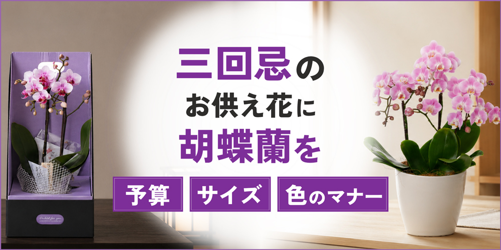 三回忌のお供え花に胡蝶蘭を｜予算や色・サイズの選び方を徹底解説