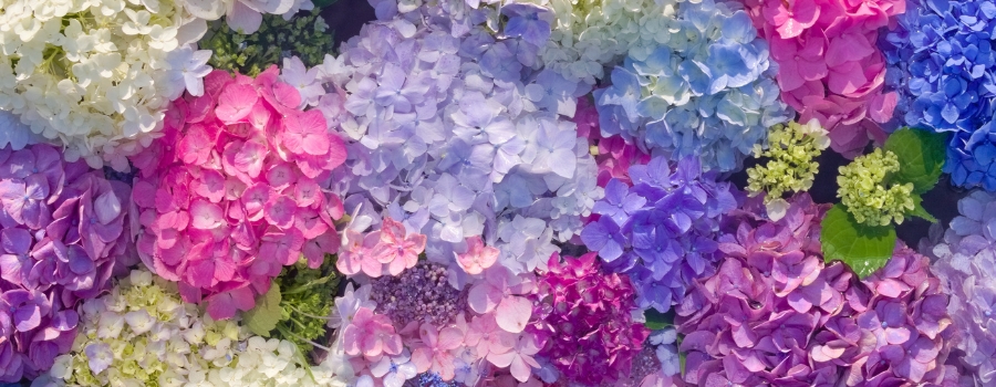 紫陽花（あじさい）の基本的な花言葉と由来