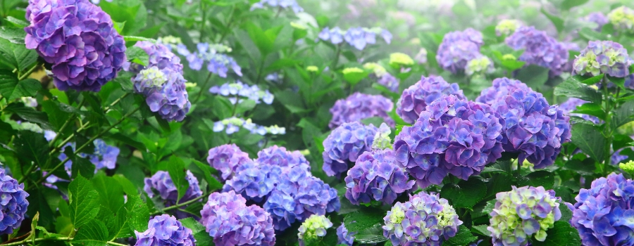 紫陽花の季節はいつ?開花時期・切り花の出回り時期を解説