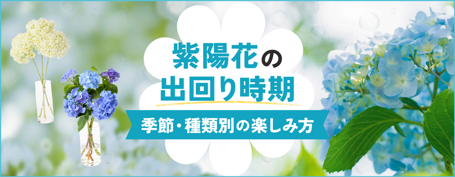 紫陽花の出回り時期