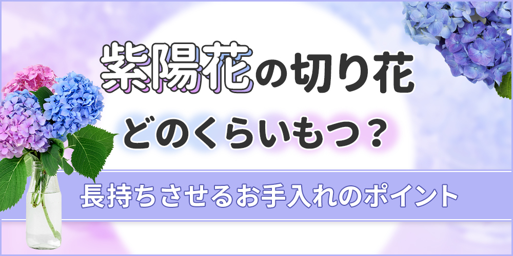 紫陽花の切り花はどのくらいもつ？長持ちさせるポイントを伝授！