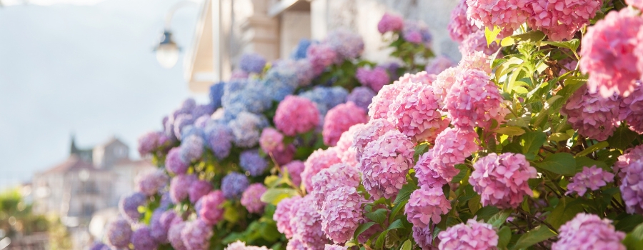 紫陽花の値段が変わる4つの理由