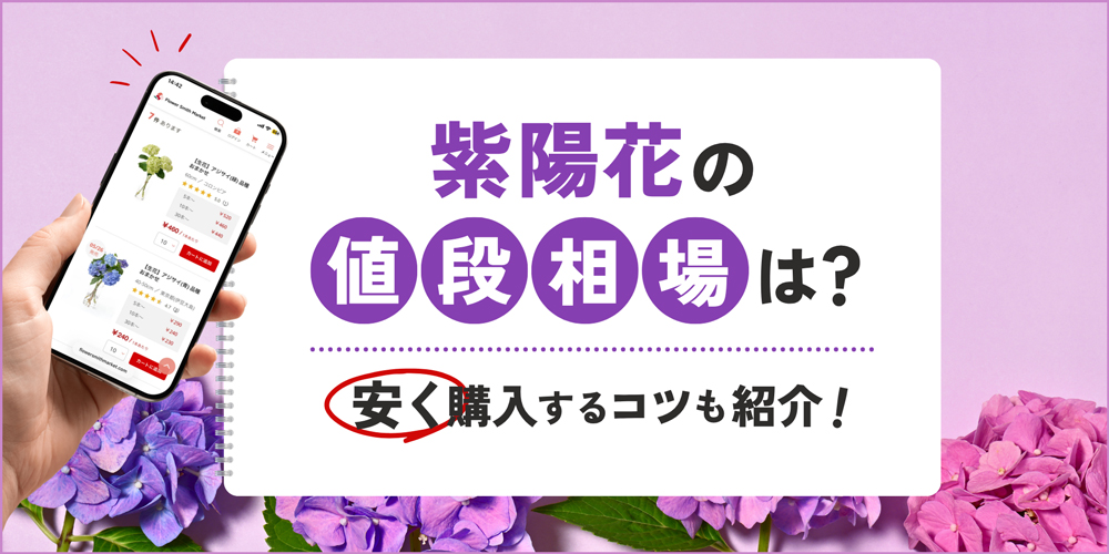 紫陽花の値段はいくら？購入場所・本数別の価格相場と安く購入するコツ