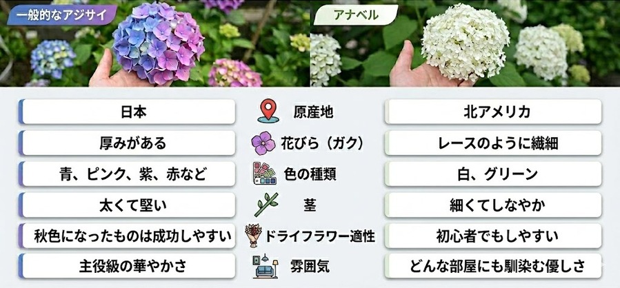 一般的なアジサイと「アナベル」の違いとは？特徴を徹底比較！