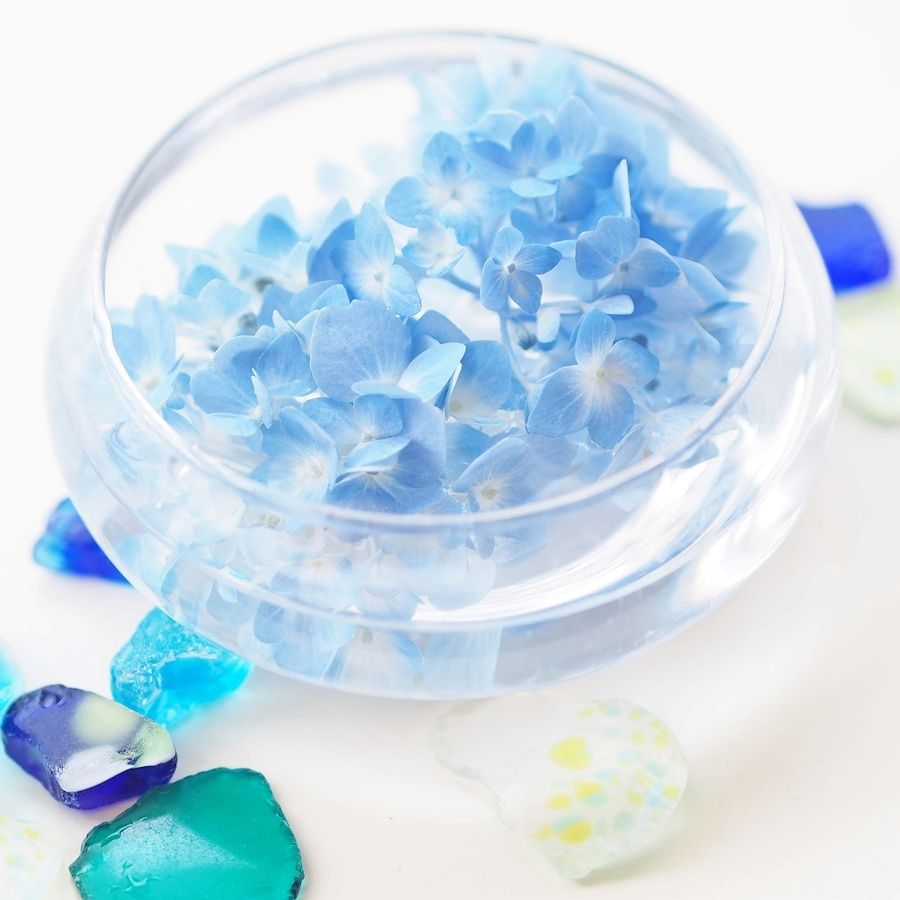 元気がなくなったアジサイは、お皿に浮かべるスタイルに