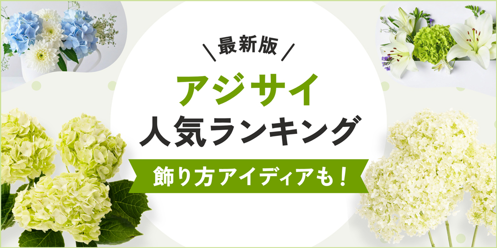 【最新】アジサイの人気品種ランキング｜プロが選ぶおすすめ品種と飾り方アイディア