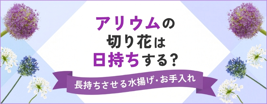 アリウムの切り花は日持ちする？