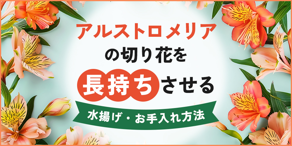 アルストロメリアの切り花を長持ちさせる方法は？水揚げ・お手入れ方法を解説
