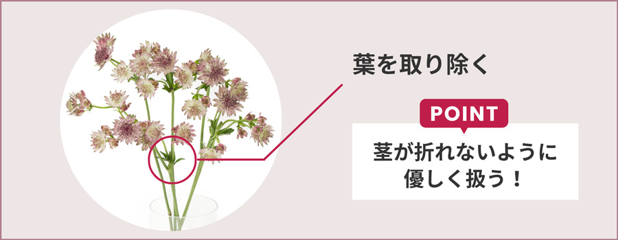 水につかる部分の葉を取り除く