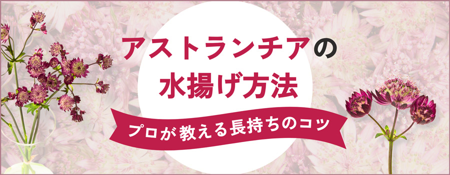 アストランチアの水揚げ方法