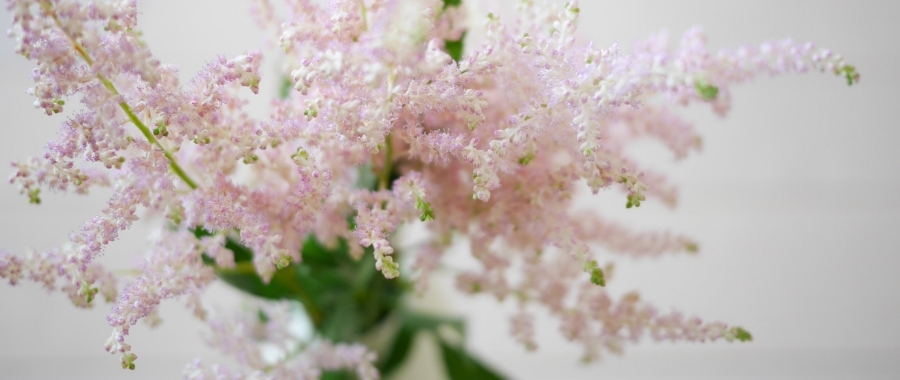 アスチルベの切り花の日持ちはどれぐらい？
