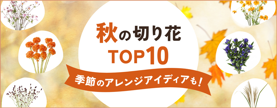 秋の切り花TOP10