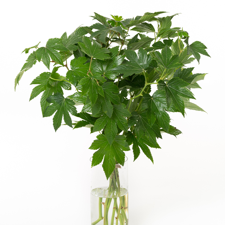 ベビーハンズだけで観葉植物風に飾る