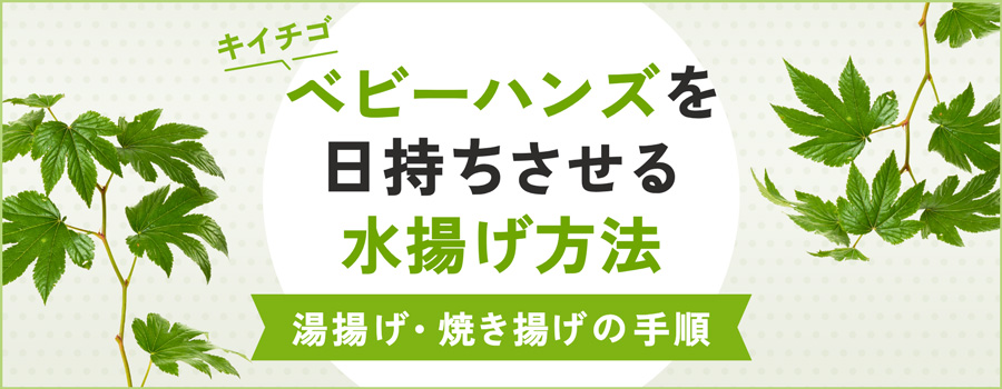 キイチゴ「ベビーハンズ」を日持ちさせる水揚げ方法