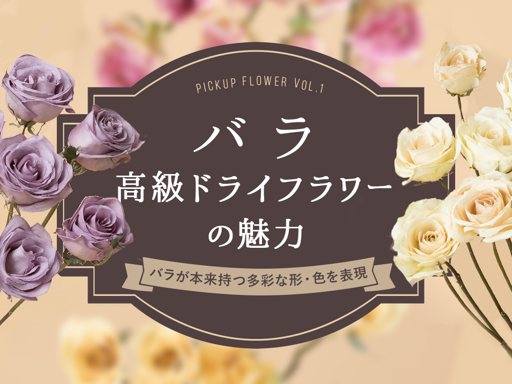 「バラ」の高級ドライフラワー販売開始！