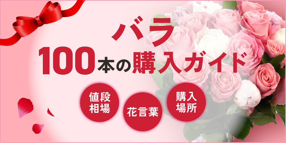 バラ100本の購入完全ガイド｜贈る意味や値段相場、お得な買い方