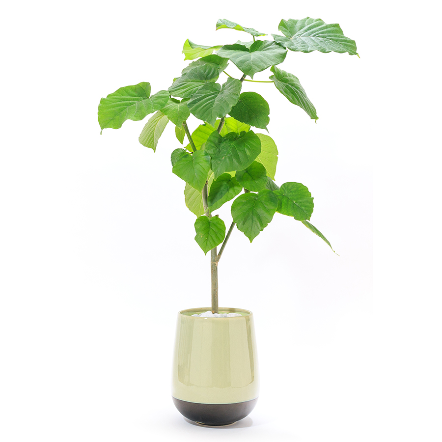 おすすめ観葉植物①「フィカス・ウンベラータ」