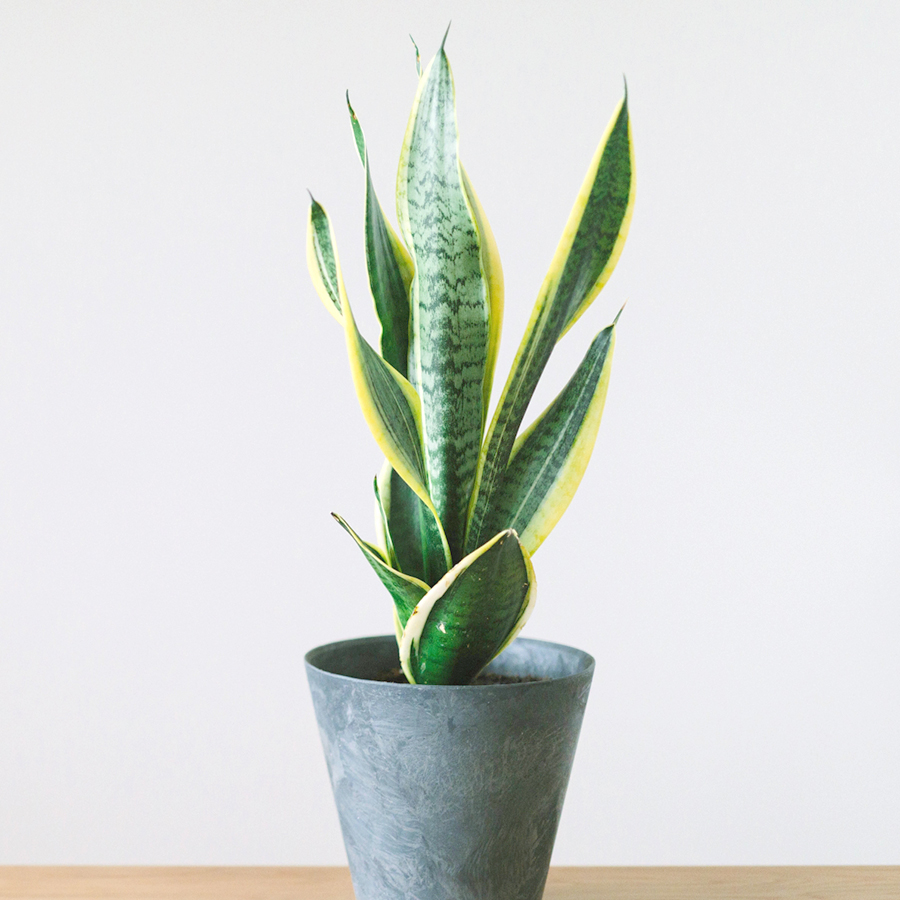 おすすめ観葉植物②「サンスベリア」