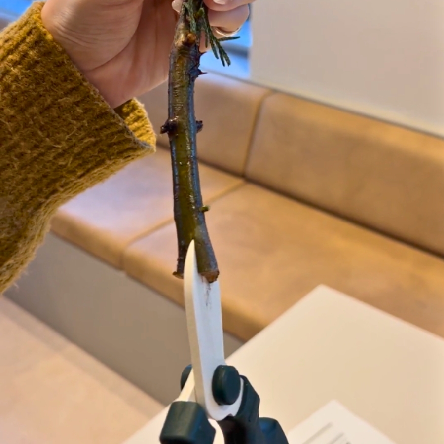 ブルーアイスの切り花をより長く楽しめるお手入れのコツ