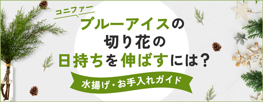 ブルーアイスの切り花の日持ちを伸ばすには？