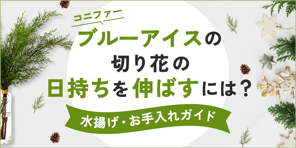 コニファー「ブルーアイス」の切り花の日持ちを伸ばす！水揚げ・お手入れ完全ガイド