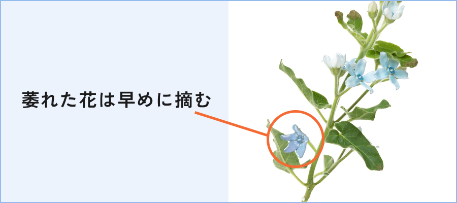 しおれた花は早めに摘む