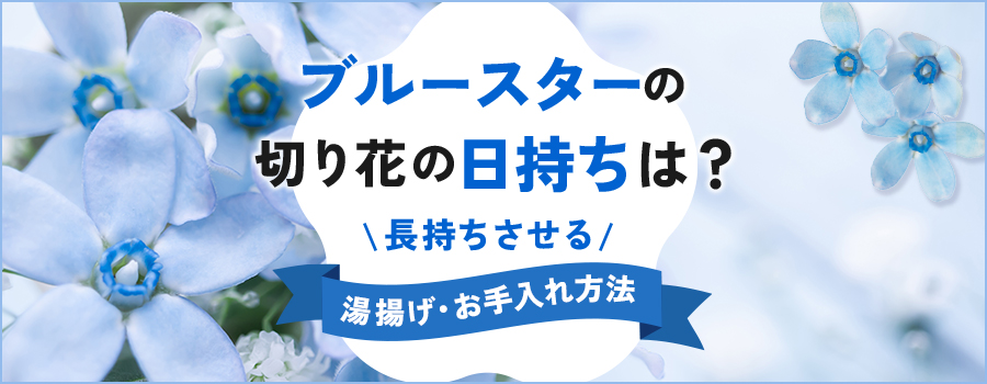 ブルースターの切り花の日持ちは？長持ちさせる湯揚げ・お手入れ方法
