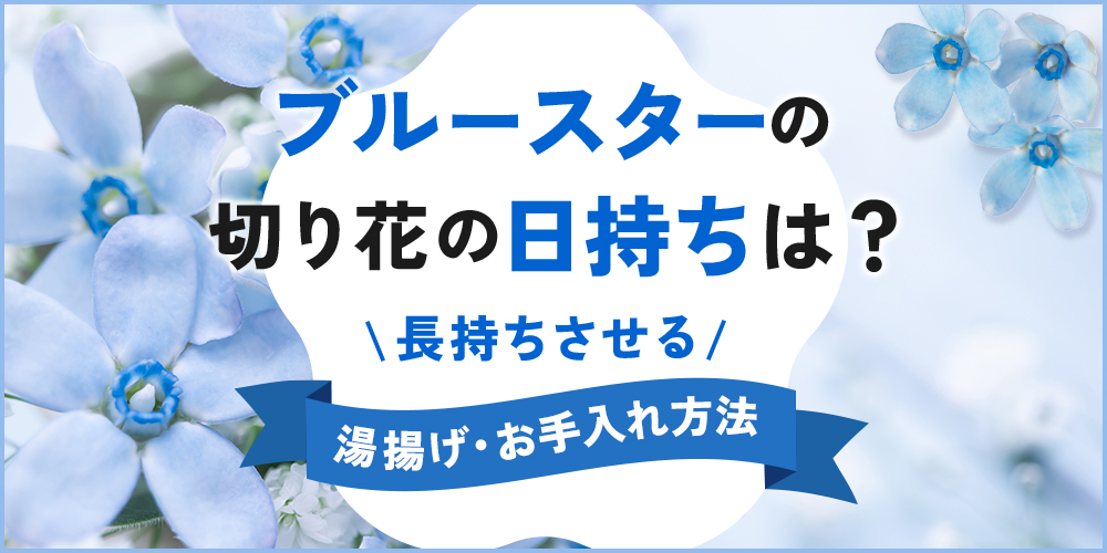 ブルースターの切り花を日持ちさせる水揚げ・お手入れ方法を解説