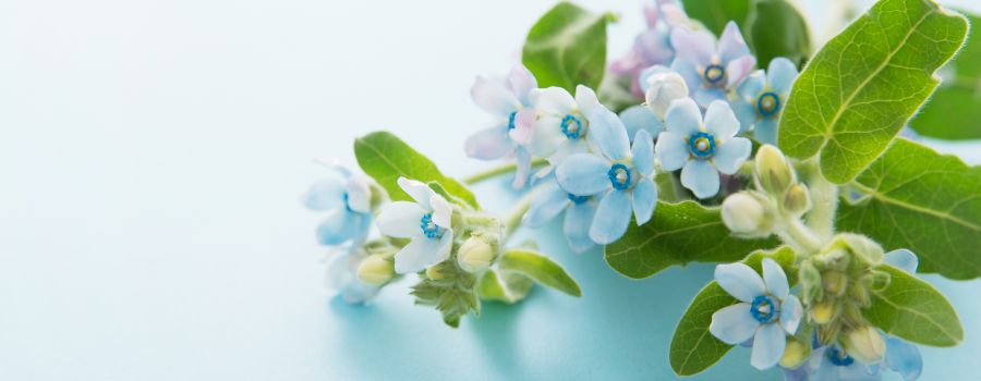 ブルースターの季節はいつ？開花時期と花屋での出回り時期