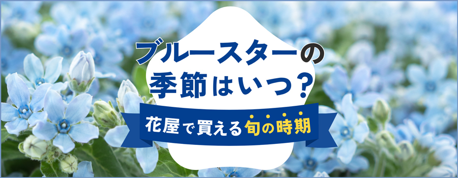 ブルースターの季節はいつ？