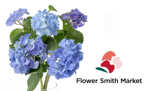 紫陽花