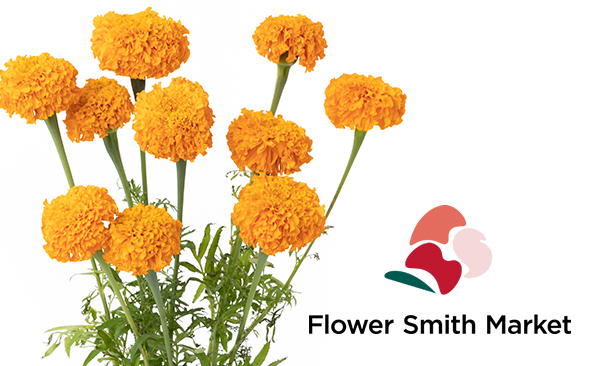 マリーゴールド