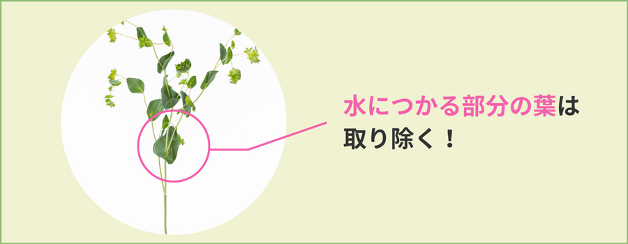 不要な葉を取り除く