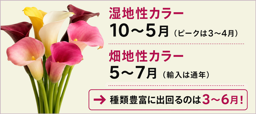 カラーの花の季節はいつ？「湿地性」と「畑地性」2系統で違う出回り時期