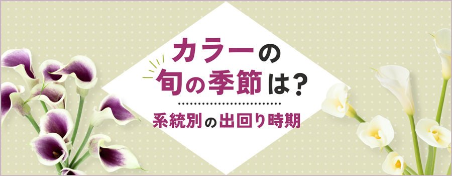 カラーの旬の季節は？