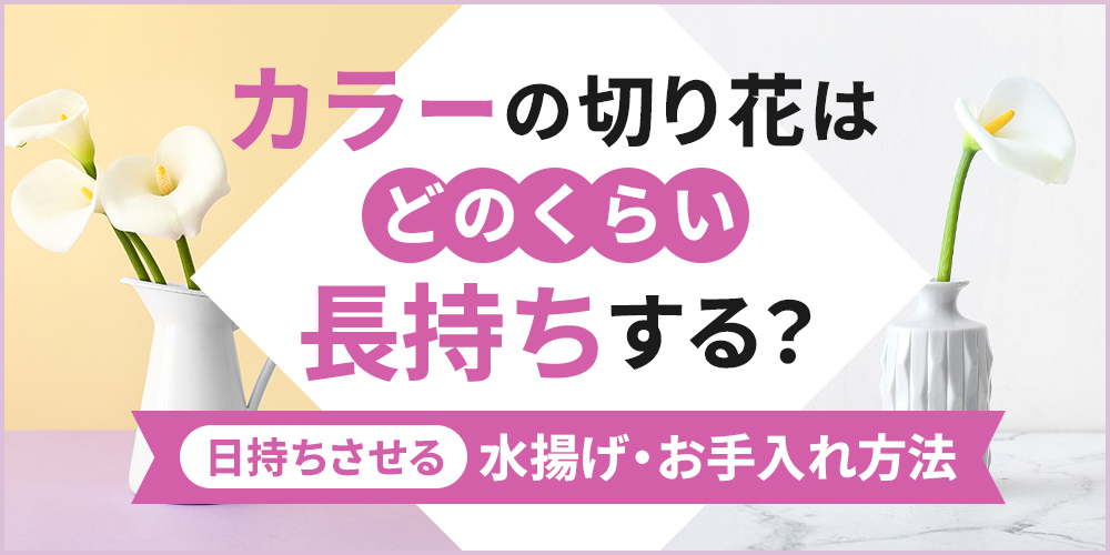 カラーの切り花を長持ちさせるには？選び方や水揚げ、お手入れ方法を解説