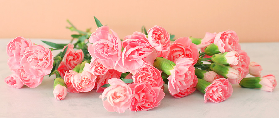 カーネーション