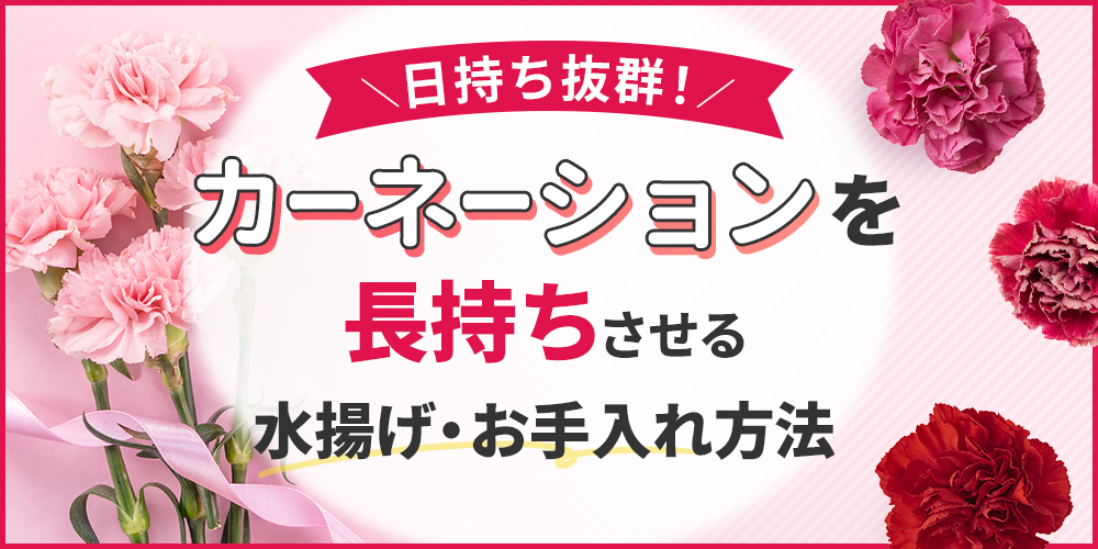 カーネーションは日持ち抜群！長持ちさせるための水揚げとお手入れ