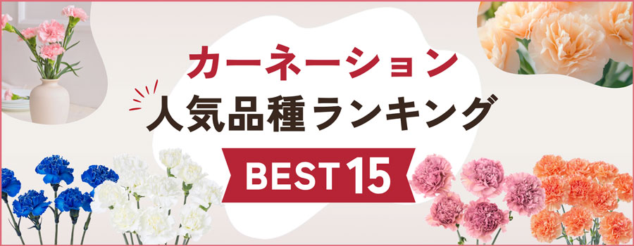 カーネーション人気品種ランキング